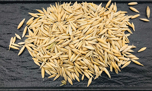 Овес, реалізуємо та закуповуємо насіння