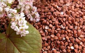 Закуповуємо на постійній основі гречиху