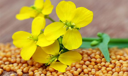 Купити насіння білої гірчиці БІЛА ПРИНЦЕСА 1 ген, Київ