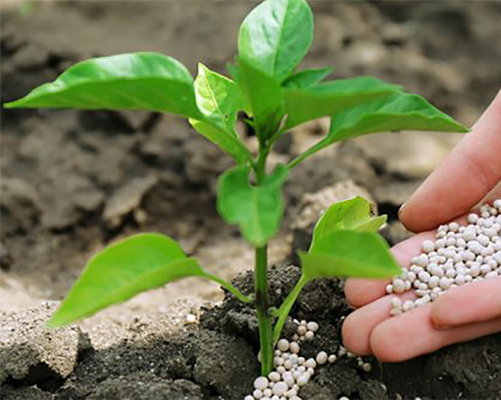 Добрива вітчизняного виробництва, купити