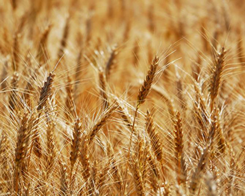 Озима пшениця еліта/1 р., купити
