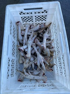 Лапи індичі купити, колагенова сировина, вигідна ціна