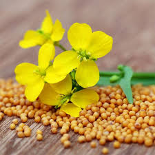 Закуповуємо на постійній основі гірчицю