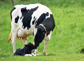 Тваринництво у сільському господарстві 