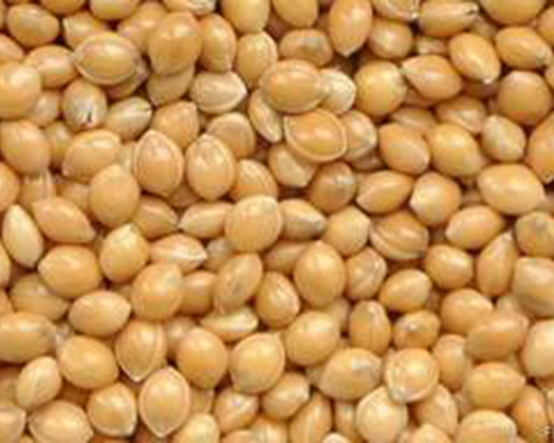 Просо Омріяне біле (супер еліта), купити насіння