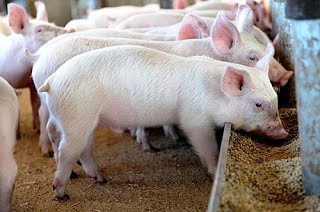 Купити кормову добавку для свиней по Україні