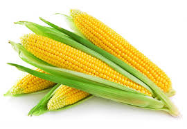 Купити посівний матеріал гібрид кукурудзи «Астра»