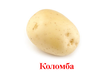 Купити насіння бульби