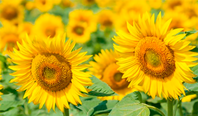 Насіння соняшнику Лайм, замовити гурт, роздріб