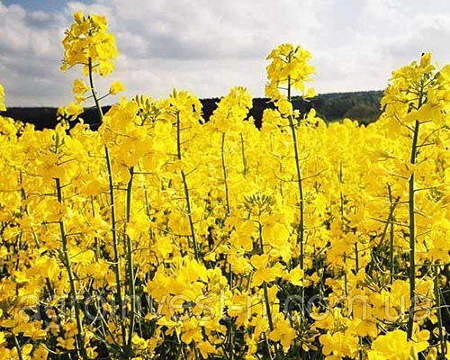 Купити ріпак озимий Чемпіон України, Мороз, Сенатор люкс