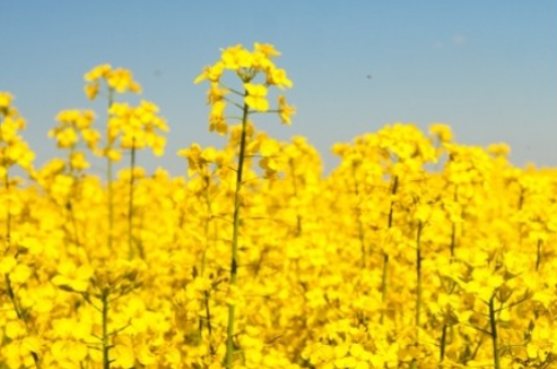 Озимий ріпак Редстоун, купити насіння