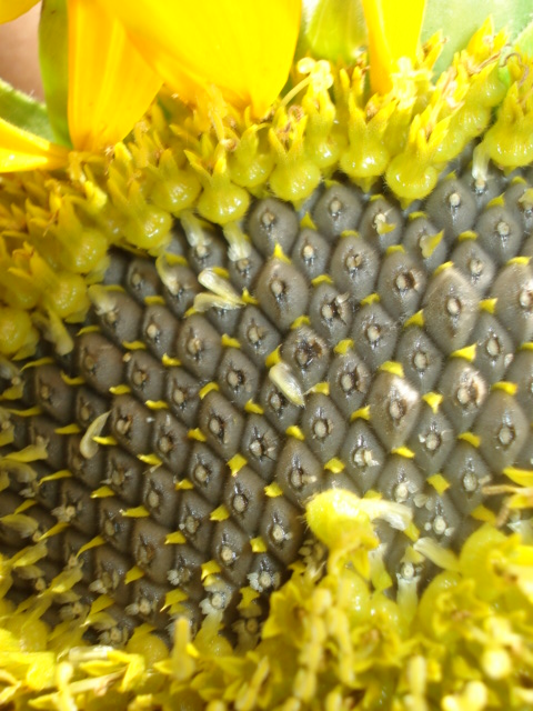 Насіння соняшника Ліміт