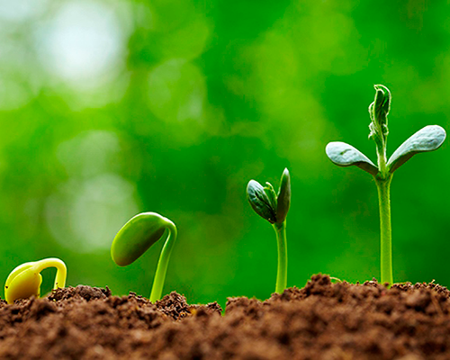 Мінеральні добрива для підвищення врожайності