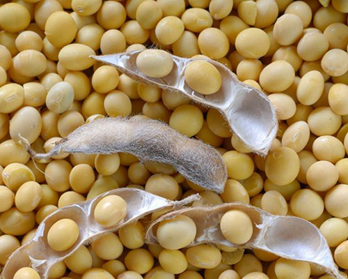 Насіння сої: Муза (І - репродукція), купити в Київській обл.