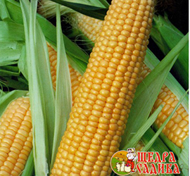 Насіння кукурудзи від компанії АГРОВІТА