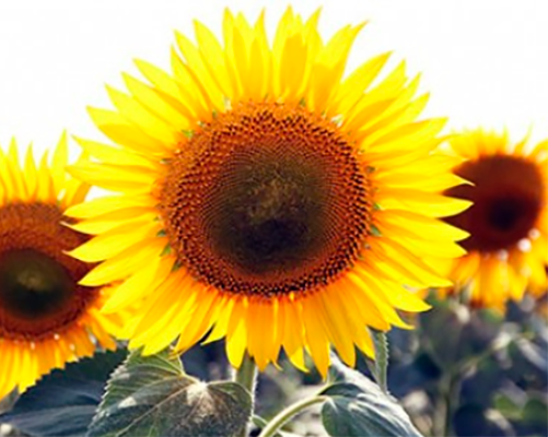 Насіння соняшнику Еверест, купити гурт/роздріб