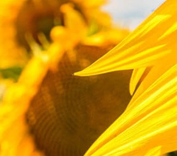 Гібрид соняшника Флорімі, продаж по Україні