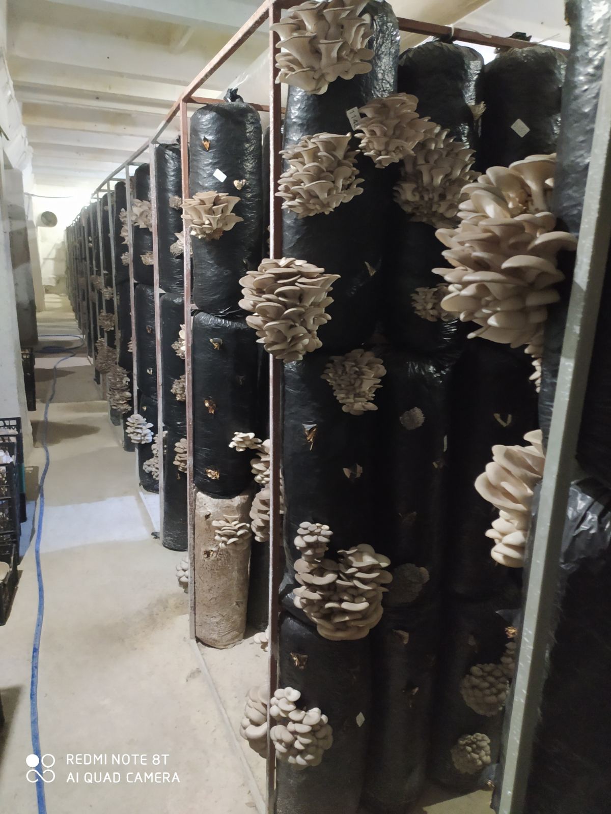 Вирощування свіжого гриба гливи, замовити гливи