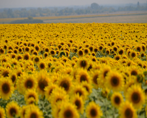 ТК АРТ-АГРО - Ваш гарант плідної співпраці