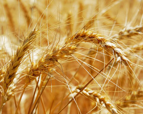 Пшениця яра Рання 93 (І-репродукція), купити насіння
