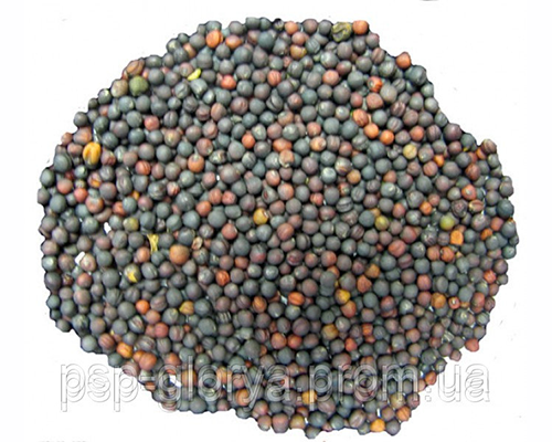 Ріпак-насіннєвий матеріал, купити