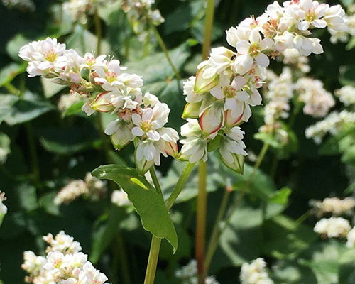 Гречка-Антарія, Софія, Воля від Глорія, ПСП 