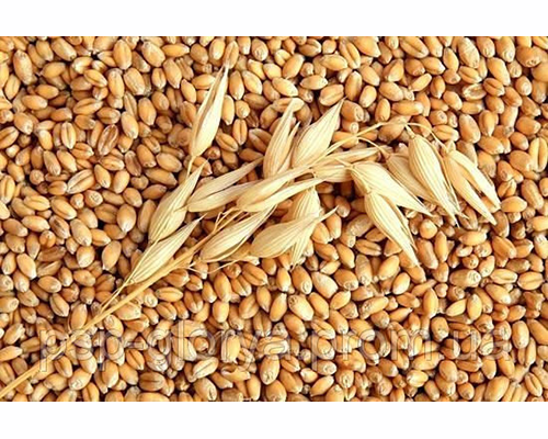 Купити пшеницю Новосмуглянка Еліта