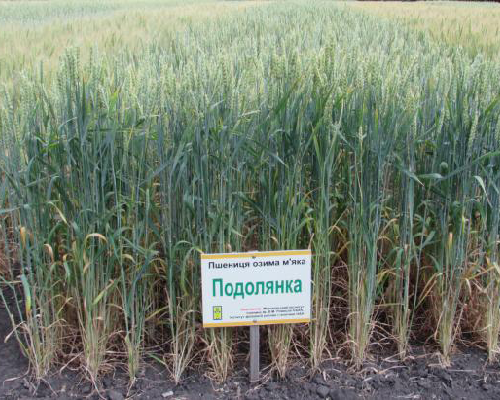 Насіння озимої пшениці власної селекції Подолянка, Богдана