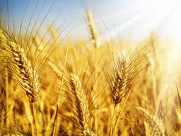 Закуповуємо пшеницю твердих сортів