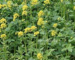 Гірчиця біла (на сидерат), купити