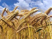 Хлормекват-Хлорид