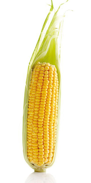 Кукурудза Ерлі Стар ФАО 180