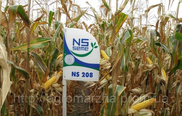 Кукурудза НС 208 (80 тис. насінин)