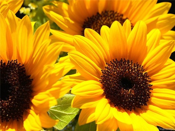 Соняшник Косово (150 тис. насінин)