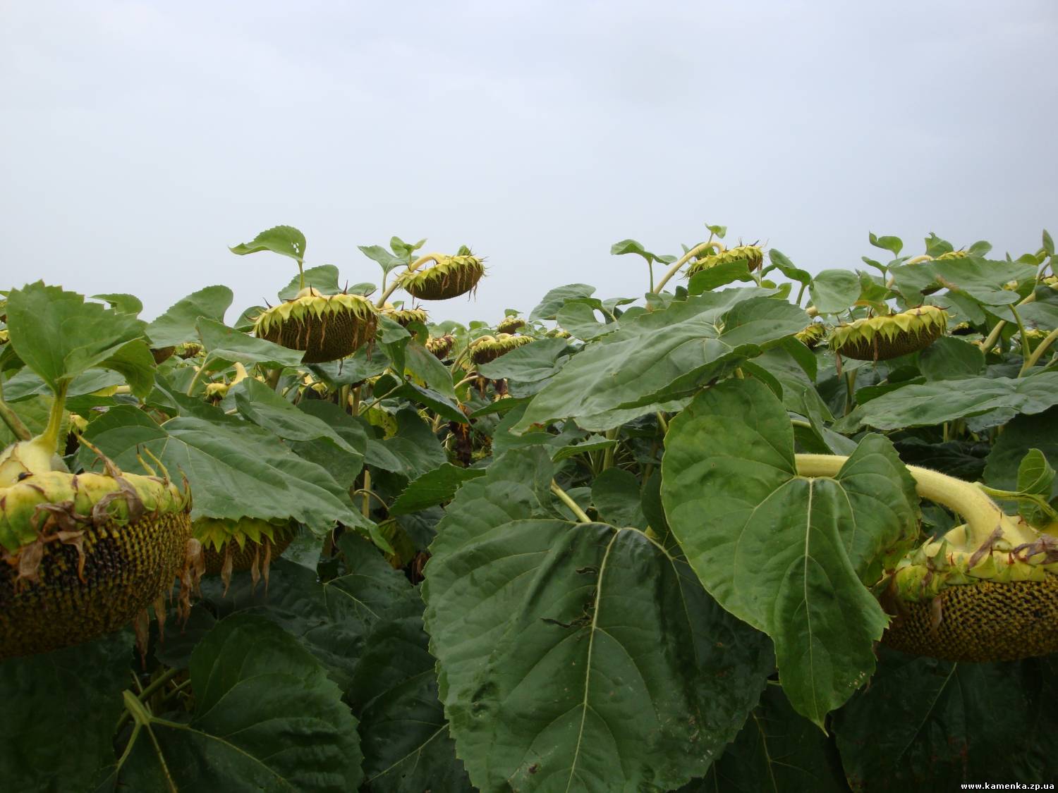 Соняшник НС Сумо 2017