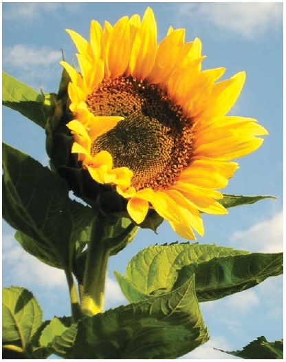 Соняшник РіМІ ПР