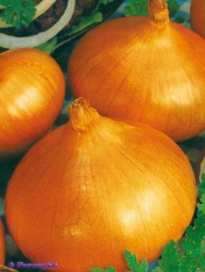 Цибуля Луганська