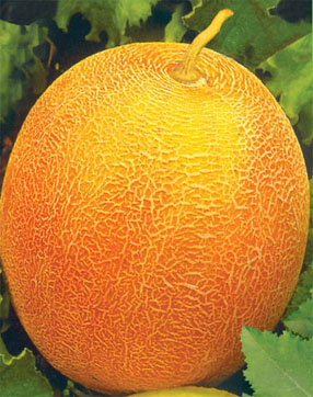 Диня Алушта