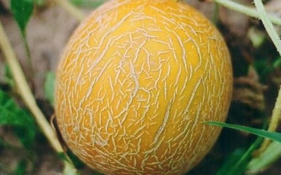 Диня Колгоспниця