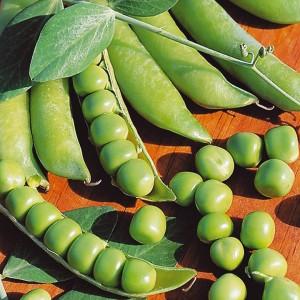 Горох Альфа