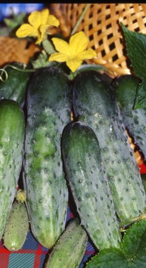 Огірок Фенікс Плюс