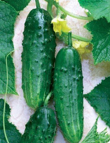 Огірок Фенікс