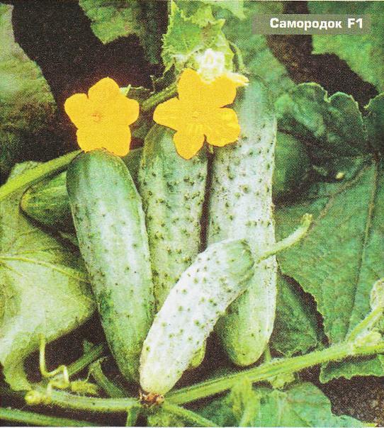 Огірок Самородок F1
