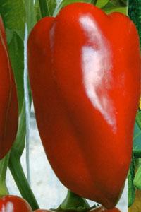 Перець Подарунок Молдови