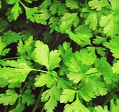 Петрушка Карнавал