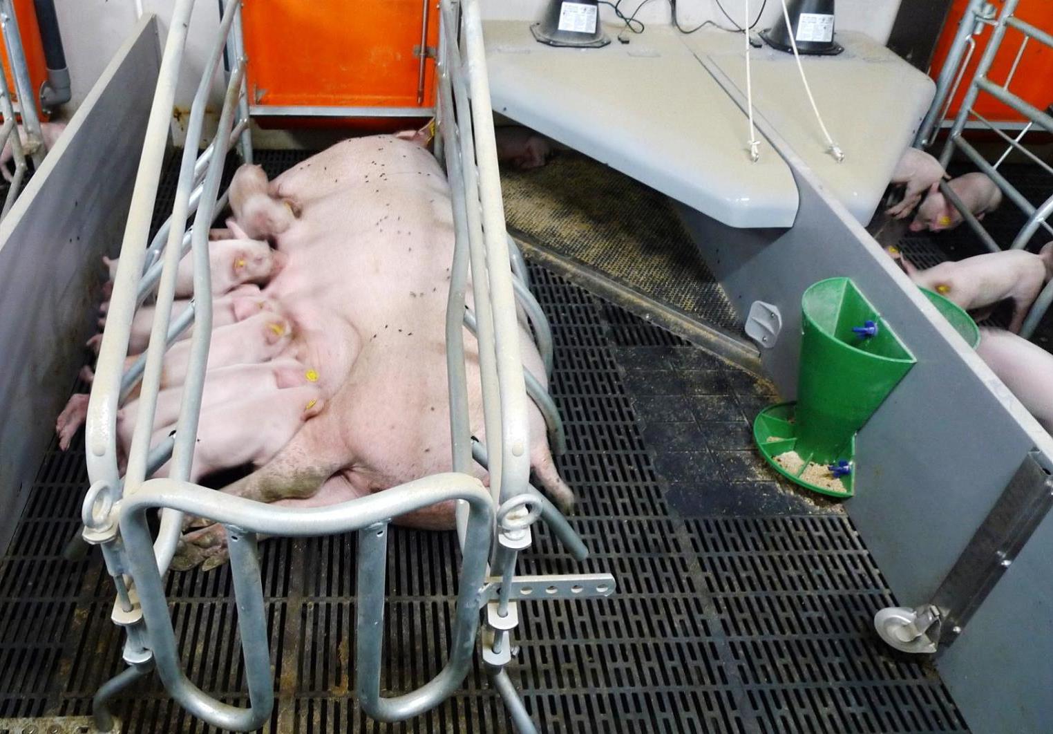 Станки для опоросу