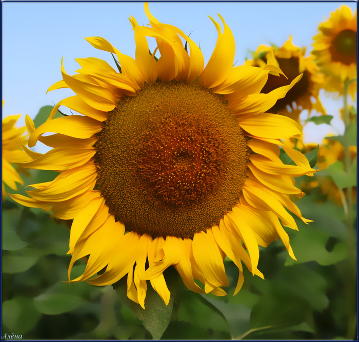 Соняшник Сан Лука