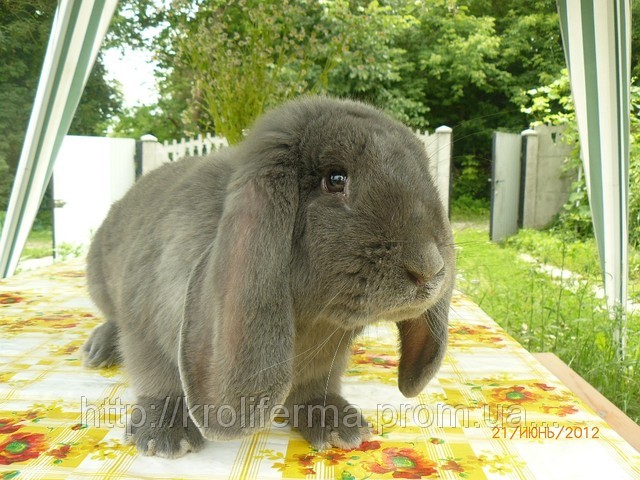 Французький баран голубий