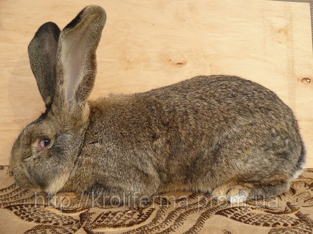 Кролик Бельгійський Фландр