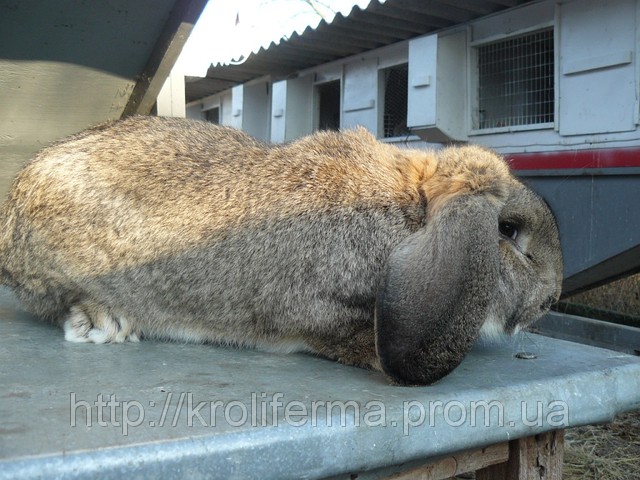 Кролик Французький баран